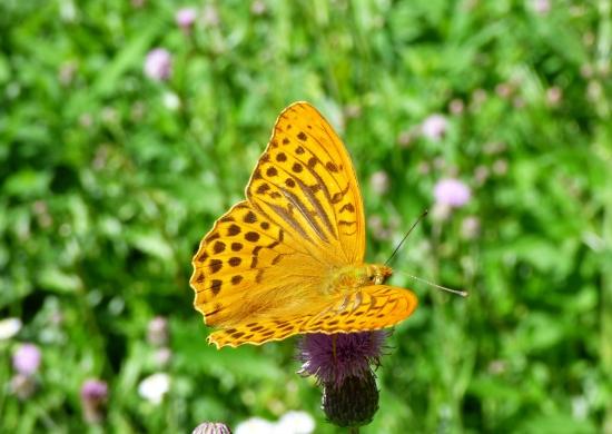 perlovec striebristopásový