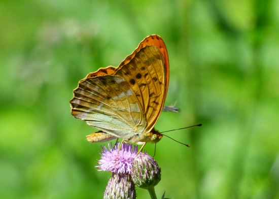 perlovec striebristopásový