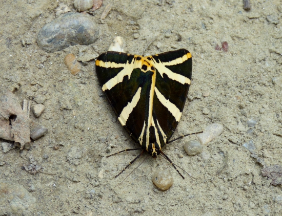 spriadač kostihojový