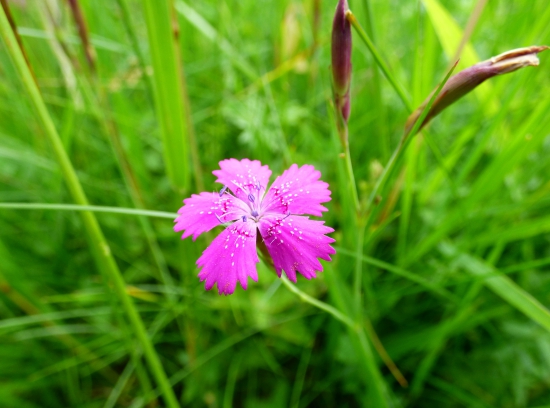 klinček slzičkový
