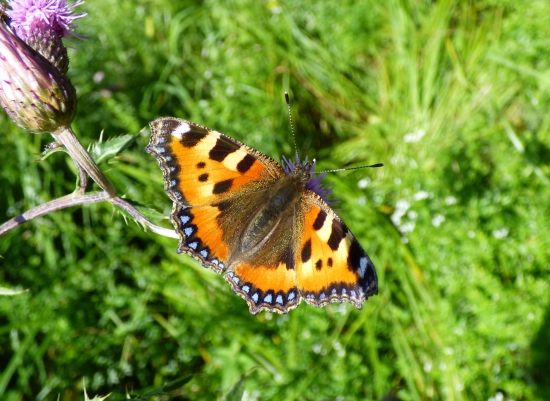 babôčka pŕhľavová /Aglais urticae