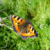 babôčka pŕhľavová /Aglais urticae