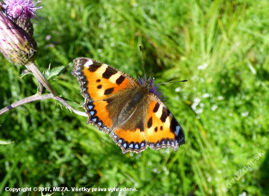 babôčka pŕhľavová /Aglais urticae