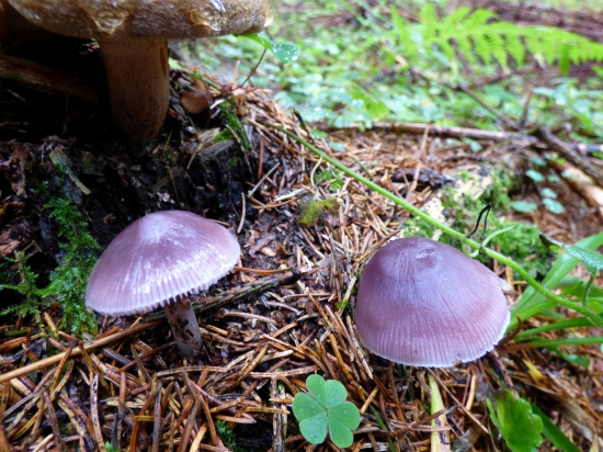 fialové hríbiky...