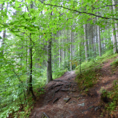 lesným chodníčkom...