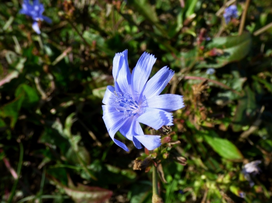 čakanka na jeseň...