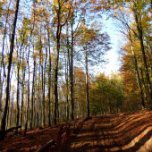 z jesennej prechádzky ...