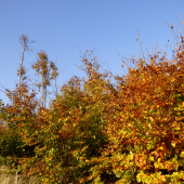 vo farbách jesene...