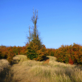 z jesennej prechádzky ...