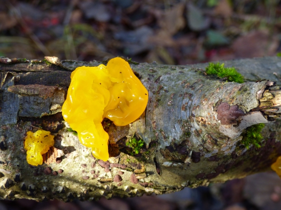 rôsolovka zlatožltá