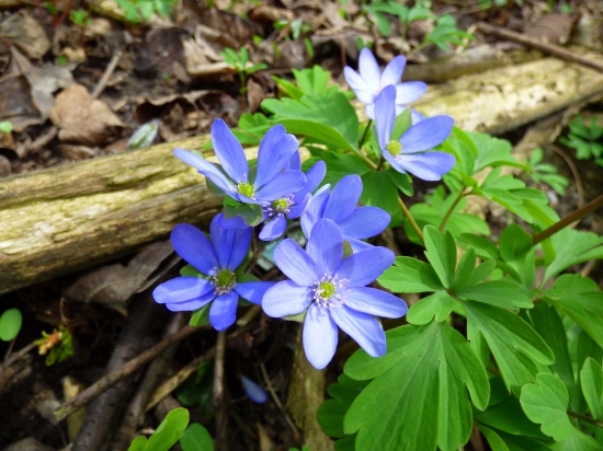 pečeňovník trojlaločný