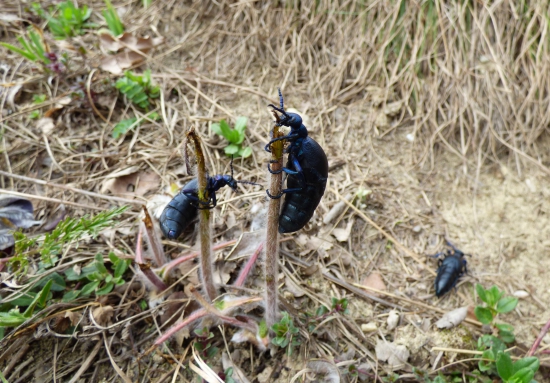 májka fialová na ponikleci