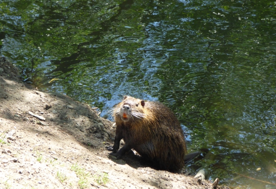 nutria