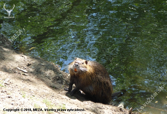 nutria