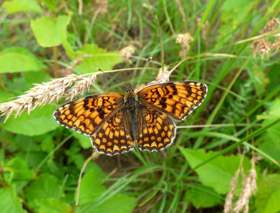 hnedáčik nevädzový (Melitaea phoebe)