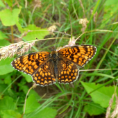 hnedáčik nevädzový (Melitaea phoebe)