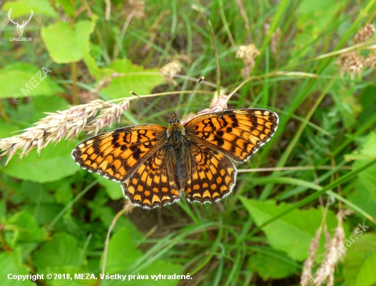 hnedáčik nevädzový (Melitaea phoebe)