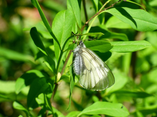jasoň chochlačkový