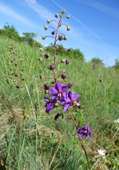 divozel tmavočervený