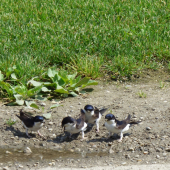 belorítka obyčajná