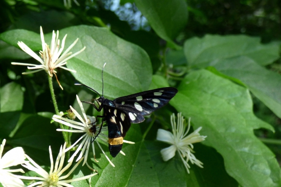 bieloškvrnáč púpavový