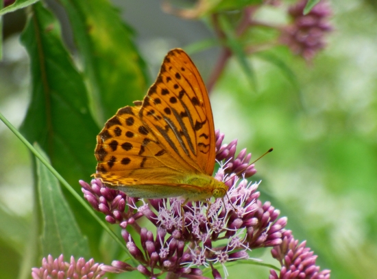 perlovec striebristopásavý