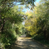 lesnou cestičkou...