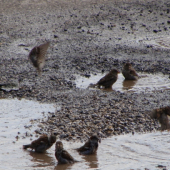 kúpeľ vrabčiakov...