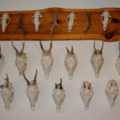 niečo z našej zbierky...