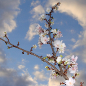 novembrová halúzka...