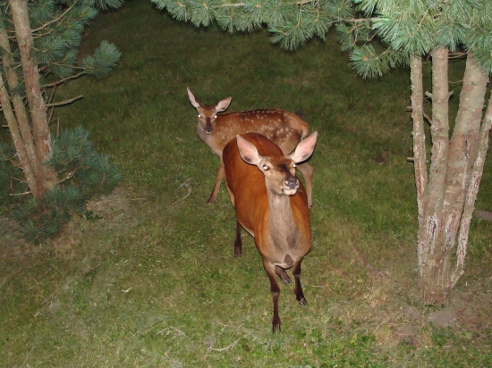 večer pod balkónom