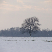 osamotený strom ...