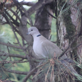 v spleti konárov...