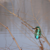 rybárik na okamih...