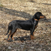 CORA od Riečky vek:9 mesiacov