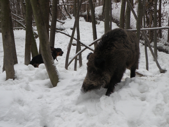 Trenig nezaškodi ...