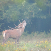 kde ste jeleničky ???