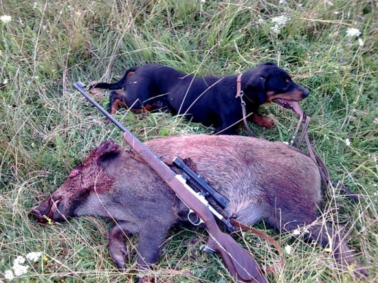 uspešná dohladavka