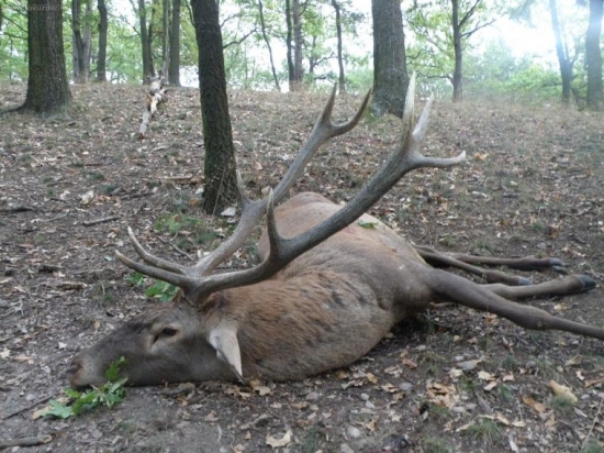 jeleň IV. V.T. (2)