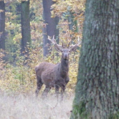 nepravidelný 10-torák
