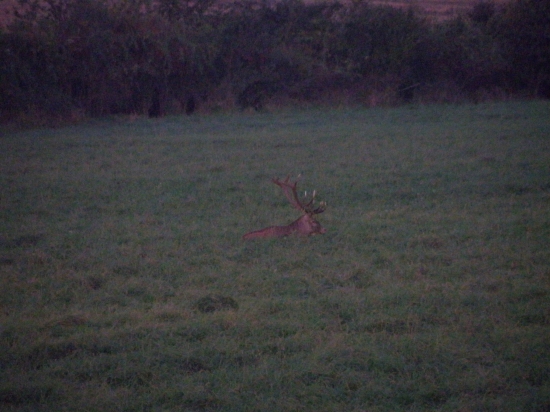 ležiaci jeleň
