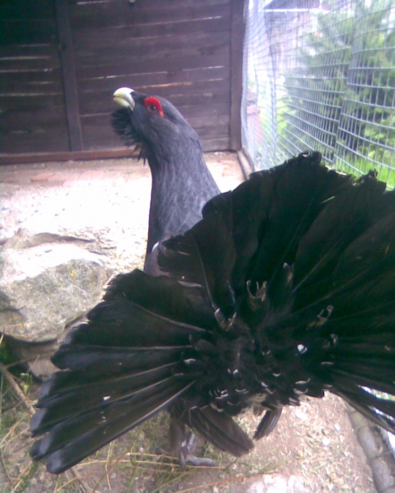 chov tetřevovitých