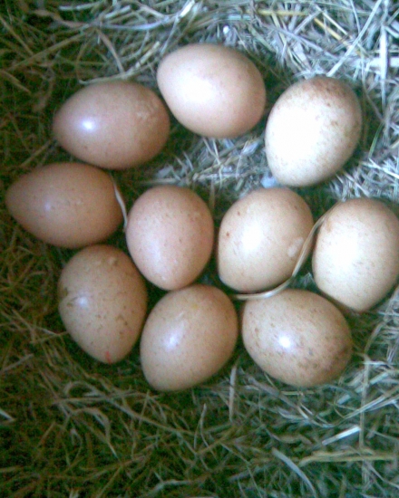 chov tetřevovitých