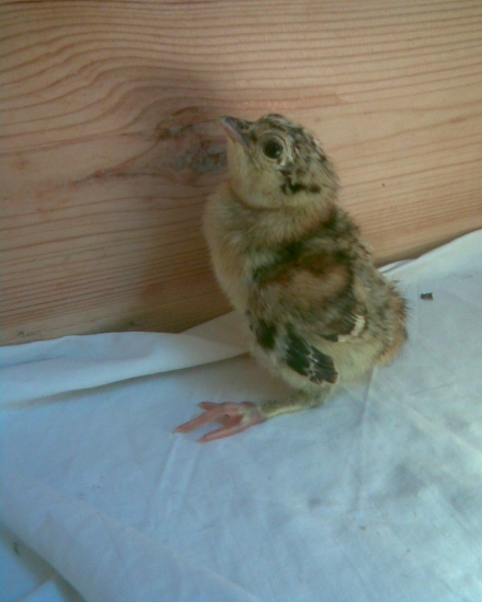 chov tetřevovitých