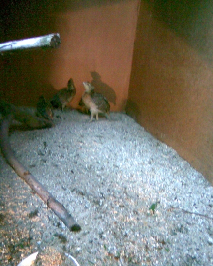 chov tetřevovitých