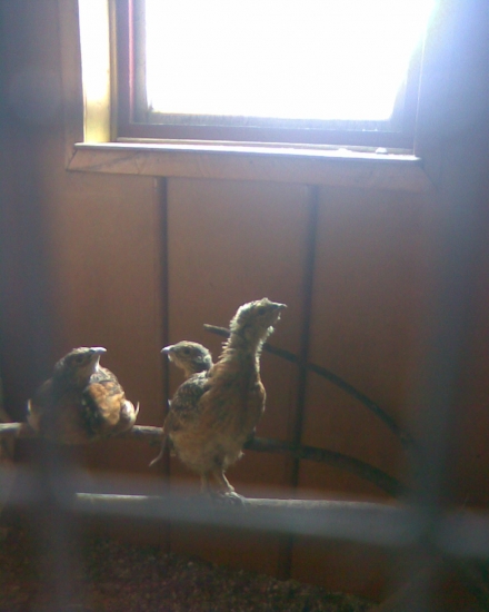 chov tetřevovitých