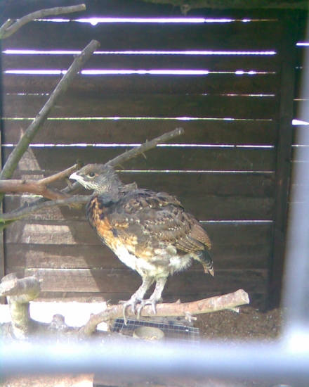 chov tetřevovitých