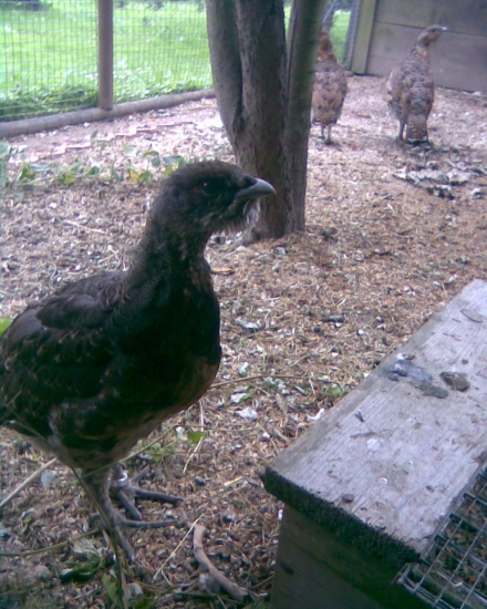 chov tetřevovitých