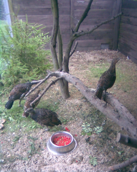 chov tetřevovitých