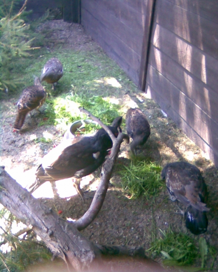 šest neděl před vypuštěním tetřevů